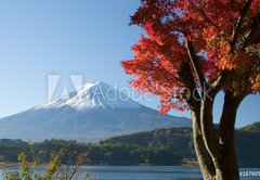Samolepka flie 145 x 100, 1676055 - mount fuji in fall vii - mount fuji na podzim vii