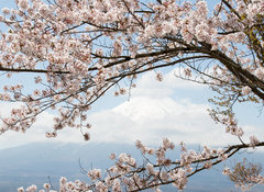 Samolepka flie 100 x 73, 167625752 - Fuji mountain  in japan as background with sakura blossom as foreground