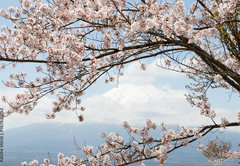 Samolepka flie 145 x 100, 167625752 - Fuji mountain  in japan as background with sakura blossom as foreground