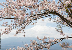 Samolepka flie 145 x 100, 167625752 - Fuji mountain  in japan as background with sakura blossom as foreground