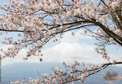 Fototapeta papr 184 x 128, 167625752 - Fuji mountain  in japan as background with sakura blossom as foreground
