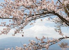 Fototapeta pltno 240 x 174, 167625752 - Fuji mountain  in japan as background with sakura blossom as foreground
