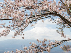 Samolepka flie 270 x 200, 167625752 - Fuji mountain  in japan as background with sakura blossom as foreground