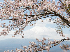 Fototapeta pltno 330 x 244, 167625752 - Fuji mountain  in japan as background with sakura blossom as foreground