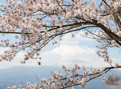 Fototapeta papr 360 x 266, 167625752 - Fuji mountain  in japan as background with sakura blossom as foreground