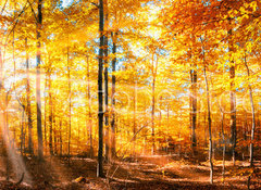 Fototapeta vliesov 100 x 73, 168212681 - Wald Panorama im goldenen Herbst