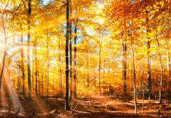 Samolepka flie 145 x 100, 168212681 - Wald Panorama im goldenen Herbst