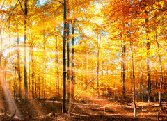 Fototapeta papr 160 x 116, 168212681 - Wald Panorama im goldenen Herbst
