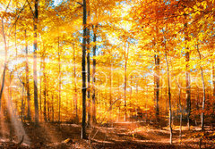 Fototapeta papr 184 x 128, 168212681 - Wald Panorama im goldenen Herbst