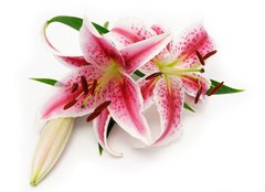 Fototapeta papr 160 x 116, 16841573 - Lily