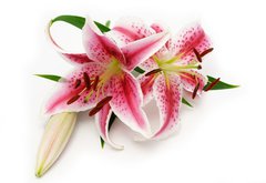 Fototapeta pltno 174 x 120, 16841573 - Lily