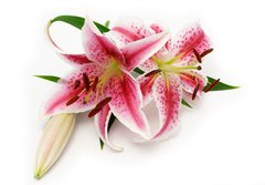 Fototapeta papr 184 x 128, 16841573 - Lily