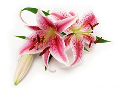 Fototapeta papr 254 x 184, 16841573 - Lily
