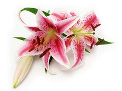 Samolepka flie 270 x 200, 16841573 - Lily