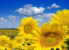 Fototapeta100 x 73  Some yellow sunflowers against a wide field and the blue sky, 100 x 73 cm