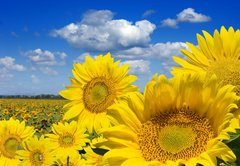 Fototapeta145 x 100  Some yellow sunflowers against a wide field and the blue sky, 145 x 100 cm