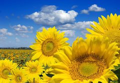 Fototapeta papr 184 x 128, 16872718 - Some yellow sunflowers against a wide field and the blue sky - Nkter lut slunenice proti irokmu poli a modr obloze