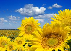 Samolepka flie 200 x 144, 16872718 - Some yellow sunflowers against a wide field and the blue sky