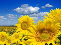 Samolepka flie 270 x 200, 16872718 - Some yellow sunflowers against a wide field and the blue sky