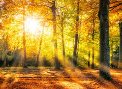 Fototapeta vliesov 100 x 73, 169049384 - Buntes Herbstwald Panorama im Sonnenlicht - Panorama Buntes Herbstwald im Sonnenlicht