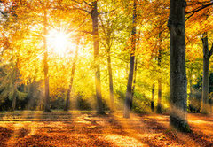 Samolepka flie 145 x 100  Buntes Herbstwald Panorama im Sonnenlicht, 145 x 100 cm