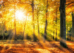 Fototapeta vliesov 200 x 144, 169049384 - Buntes Herbstwald Panorama im Sonnenlicht - Panorama Buntes Herbstwald im Sonnenlicht