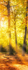 Samolepka na dvee flie 90 x 220  Buntes Herbstwald Panorama im Sonnenlicht, 90 x 220 cm