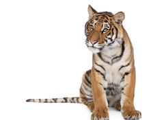 Fototapeta100 x 73  Portrait of Bengal Tiger, sitting in front of white background, 100 x 73 cm