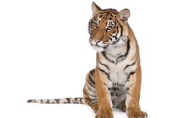 Fototapeta145 x 100  Portrait of Bengal Tiger, sitting in front of white background, 145 x 100 cm