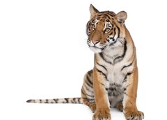 Fototapeta200 x 144  Portrait of Bengal Tiger, sitting in front of white background, 200 x 144 cm