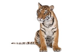 Fototapeta vliesov 270 x 200, 16916235 - Portrait of Bengal Tiger, sitting in front of white background