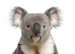 Fototapeta160 x 116  Portrait of male Koala bear, Phascolarctos cinereus years old, 160 x 116 cm