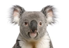 Fototapeta174 x 120  Portrait of male Koala bear, Phascolarctos cinereus years old, 174 x 120 cm