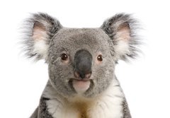 Fototapeta papr 184 x 128, 16918438 - Portrait of male Koala bear, Phascolarctos cinereus, 3 years old