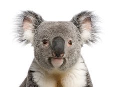Fototapeta papr 254 x 184, 16918438 - Portrait of male Koala bear, Phascolarctos cinereus, 3 years old
