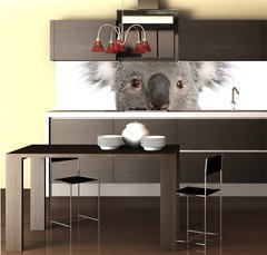 Fototapeta do kuchyně fólie 260 x 60, 16918438 - Portrait of male Koala bear, Phascolarctos cinereus, 3 years old - Portrét mužského koala medvěd, Phascolarctos cinereus, 3 roky starý