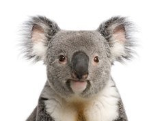 Fototapeta pltno 330 x 244, 16918438 - Portrait of male Koala bear, Phascolarctos cinereus, 3 years old