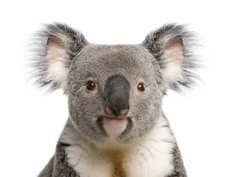 Fototapeta papr 360 x 266, 16918438 - Portrait of male Koala bear, Phascolarctos cinereus, 3 years old