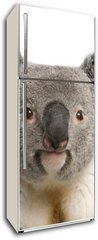 Samolepka na lednici flie 80 x 200, 16918438 - Portrait of male Koala bear, Phascolarctos cinereus, 3 years old