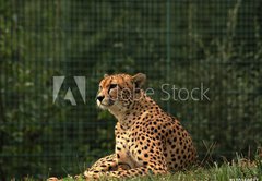 Samolepka flie 145 x 100, 170169632 - Cheetah/This is wild african cheetah in ZOO.