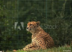 Samolepka flie 200 x 144, 170169632 - Cheetah/This is wild african cheetah in ZOO.
