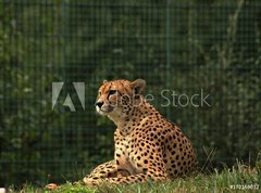 Samolepka flie 270 x 200, 170169632 - Cheetah/This is wild african cheetah in ZOO.