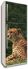 Samolepka na lednici flie 80 x 200, 170169632 - Cheetah/This is wild african cheetah in ZOO.