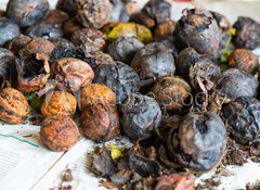 Fototapeta100 x 73  walnuts immediately after harvesting before cleaning, 100 x 73 cm