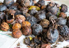 Fototapeta145 x 100  walnuts immediately after harvesting before cleaning, 145 x 100 cm