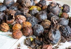 Fototapeta184 x 128  walnuts immediately after harvesting before cleaning, 184 x 128 cm