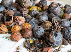 Fototapeta papr 360 x 266, 171137304 - walnuts immediately after harvesting before cleaning - oechy bezprostedn po sklizni ped itnm