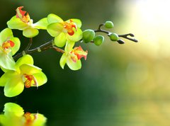 Samolepka flie 270 x 200, 17174555 - Orchidee