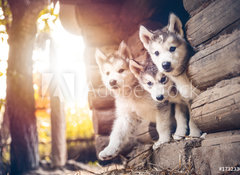 Samolepka flie 100 x 73, 173233057 - group of cute puppy alaskan malamute run on grass garden - skupina roztomil tn aljask malamut b na travnat zahrad