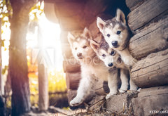Fototapeta pltno 174 x 120, 173233057 - group of cute puppy alaskan malamute run on grass garden